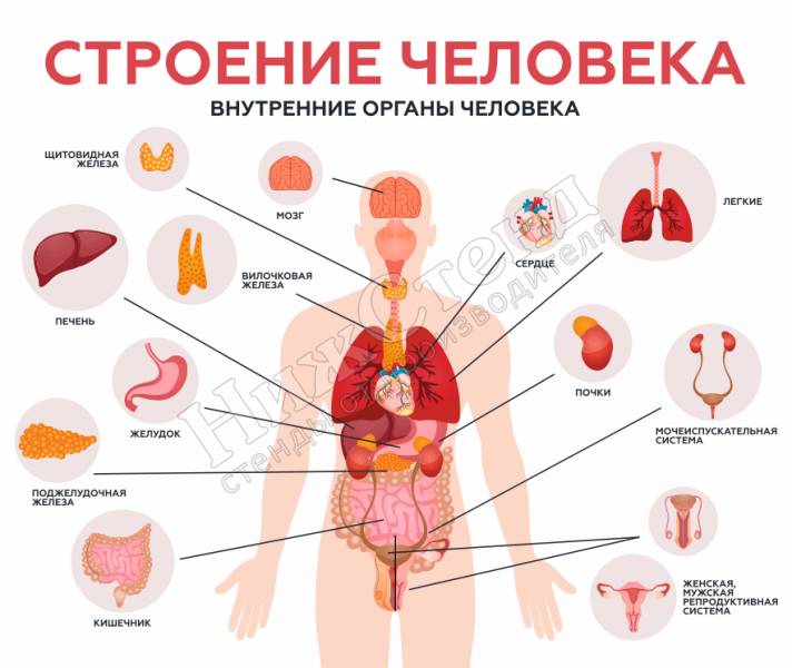 Стенд Внутренние органы человека в Нижнем Новгороде по ценам производителя