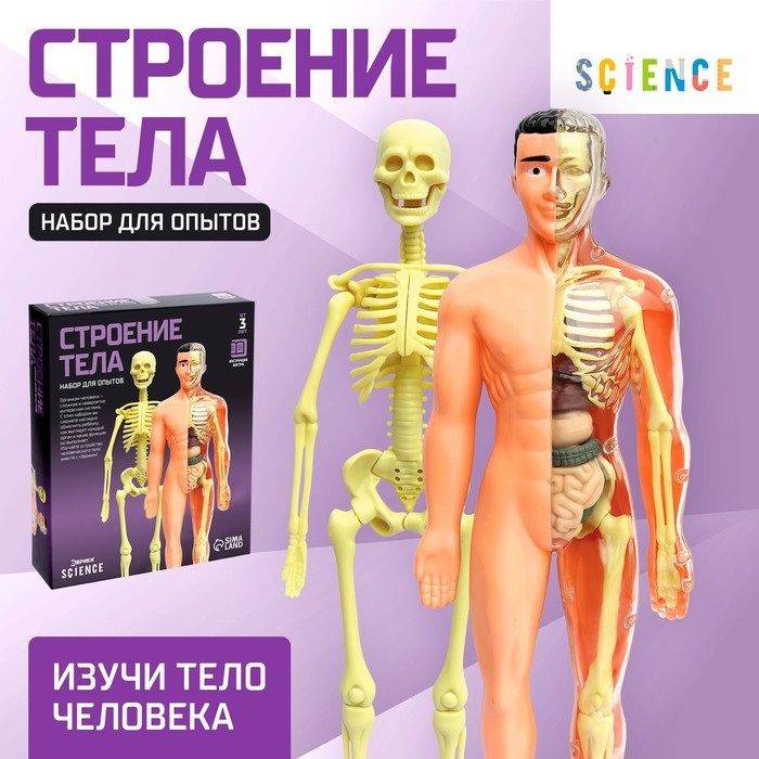 Набор для опытов, Анатомическая модель, для детей, Строение тела человека, скелет