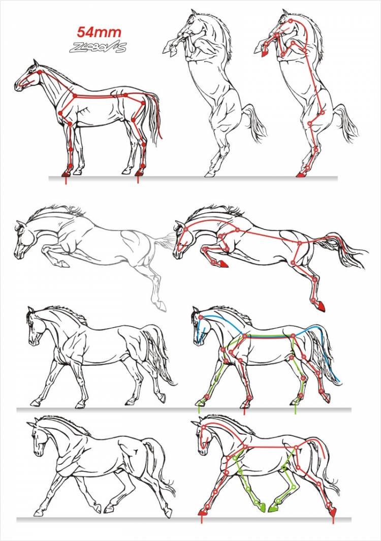 Рисуем всадника на лошади