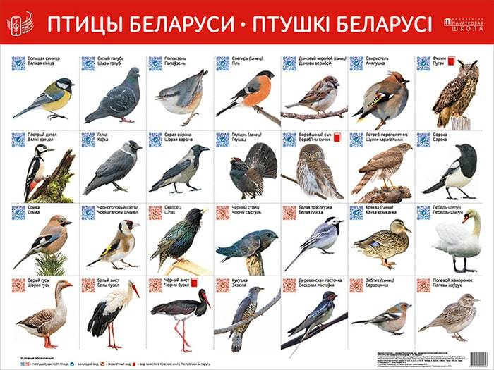 НОВИНКА! Птицы Беларуси