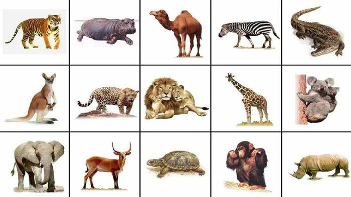 Картинки диких животных для детского сада и для школы