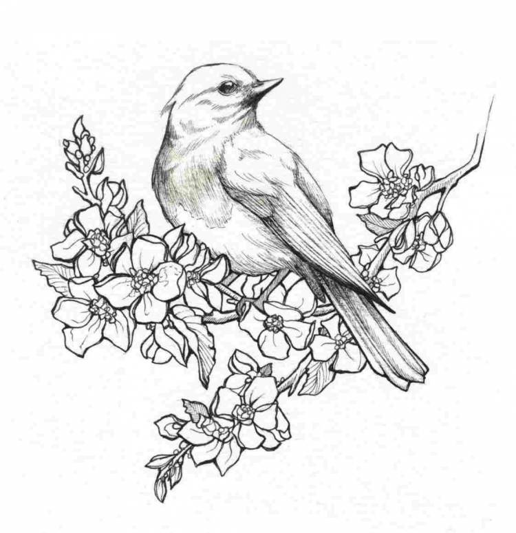 Птица на ветке рисунок карандашом