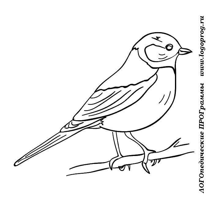 Раскраски Раскраска Синичка села на ветку птицы, скачать распечатать раскраски