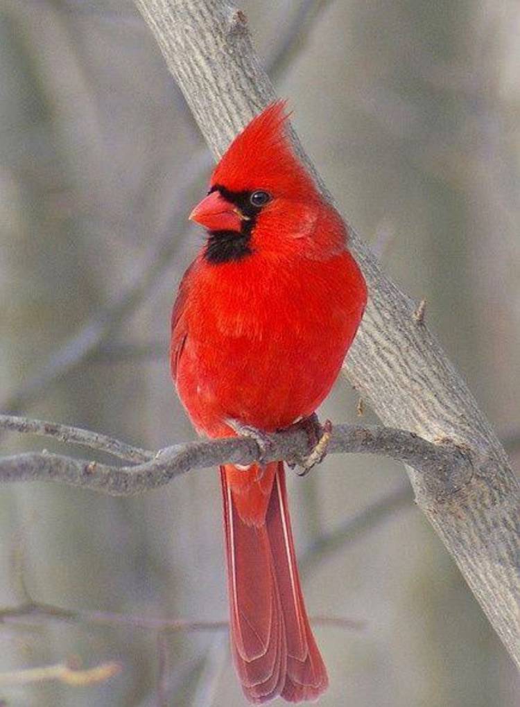 Красный Кардинал птица