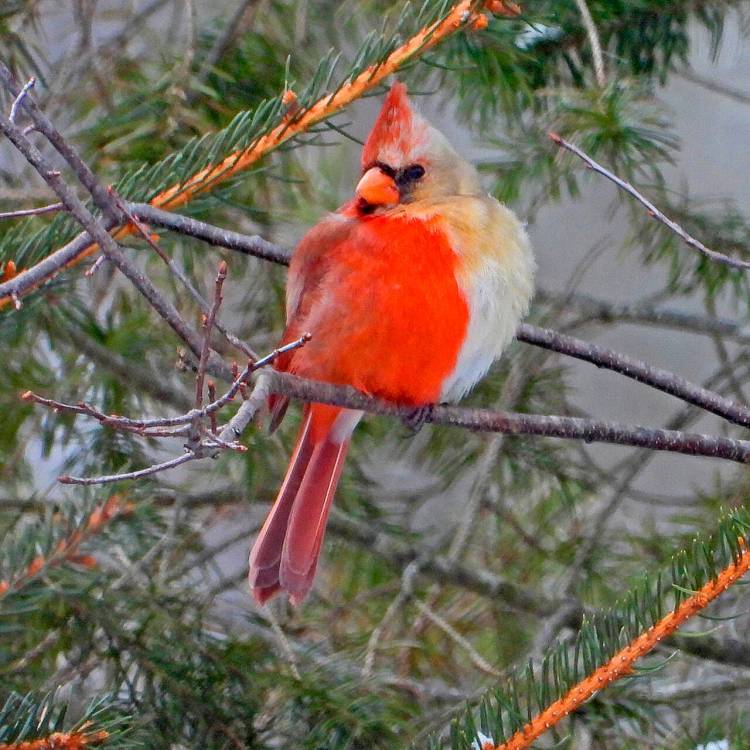 Редчайший двуполый кардинал залетел во двор жилого дома и удивил любителя птиц