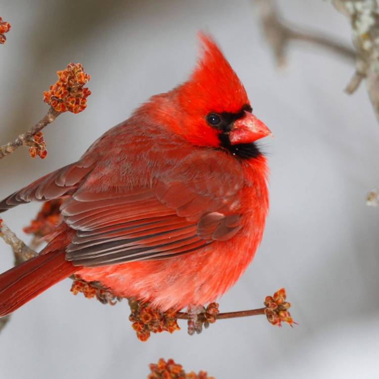 Красная птица 