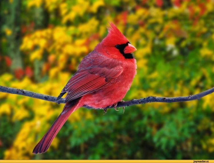 Красный кардинал красивая птичка как в Angry Birds