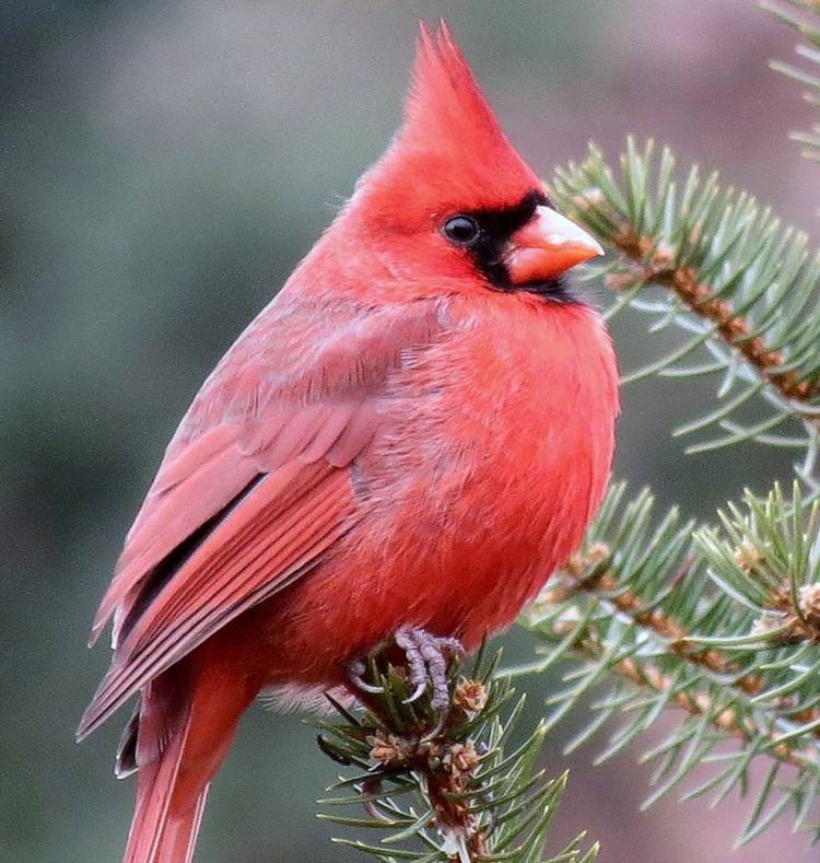 Красный кардинал птица 