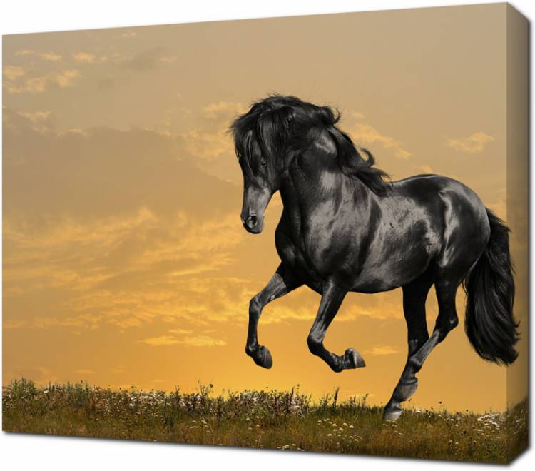 Картина на холсте Черный конь на закате