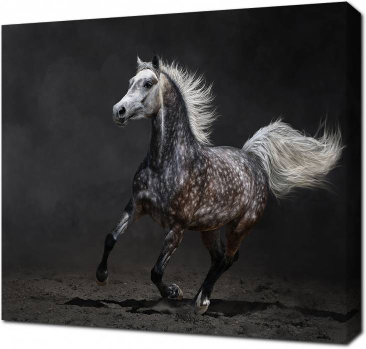 Картина на холсте Красивая лошадь на черном песке