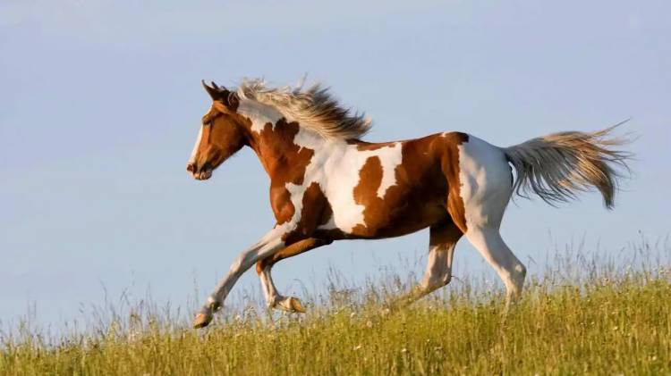 Вятские картины на холсте Лошадь бег бежит трава конь на подрамнике