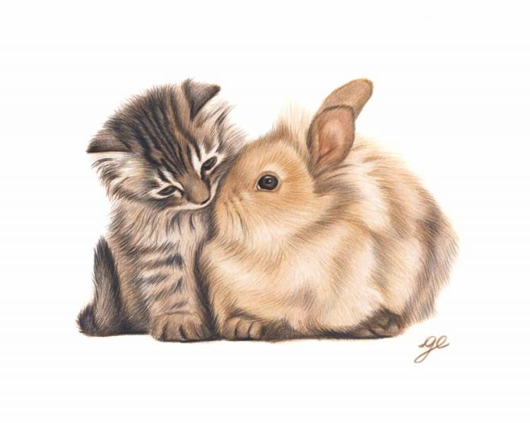 Кролик и кот рисунок карандашом