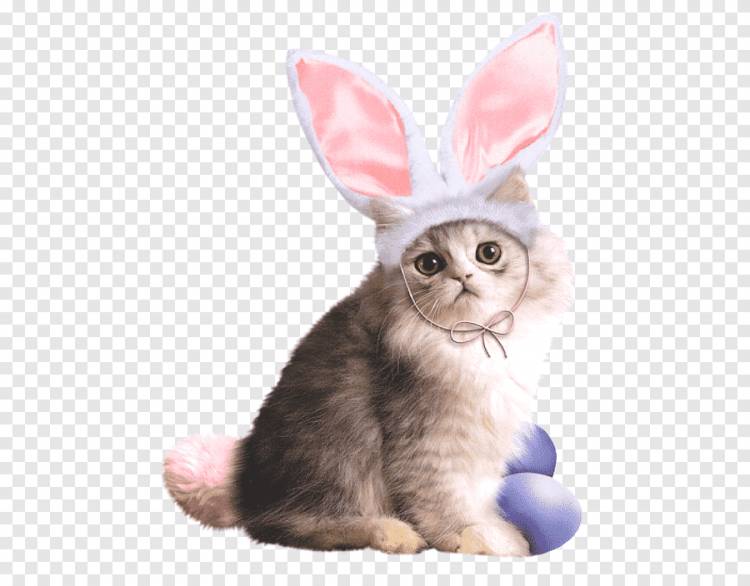 Пасхальный заяц Кролик Пасхальная открытка Пасхальные кролики, зайчик кот, любовь, кошка png
