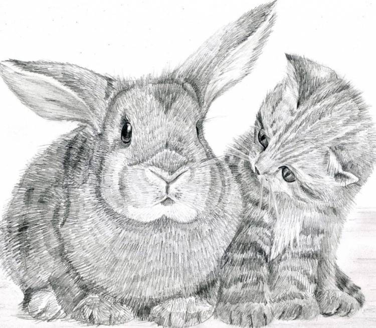 Кот и заяц раскраска