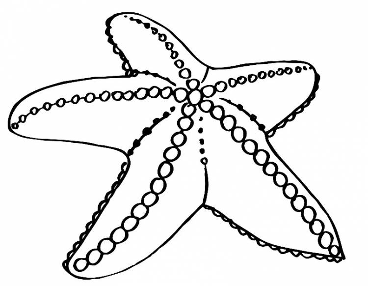 Раскраски для детей и взрослых хорошего качестваРаскраска морская звезда