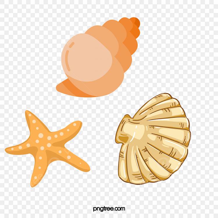 Мультяшный милые рисованной морской звезды иллюстрации PNG , морская ракушка, морская звезда, ракушка PNG картинки и пнг PSD рисунок для бесплатной загрузки