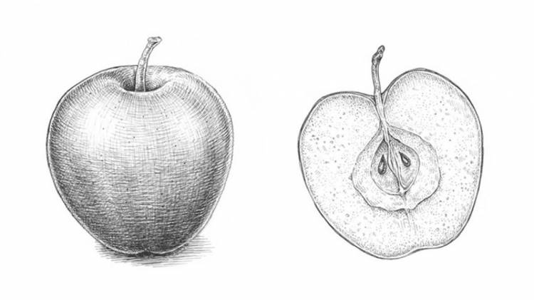 Как нарисовать яблоко карандашом