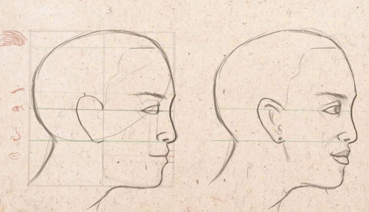 Как нарисовать лицо человека в профиль