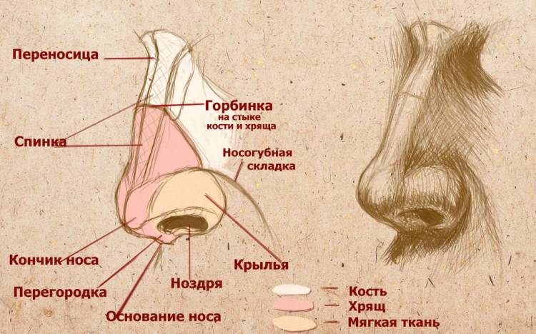 Как нарисовать нос человека