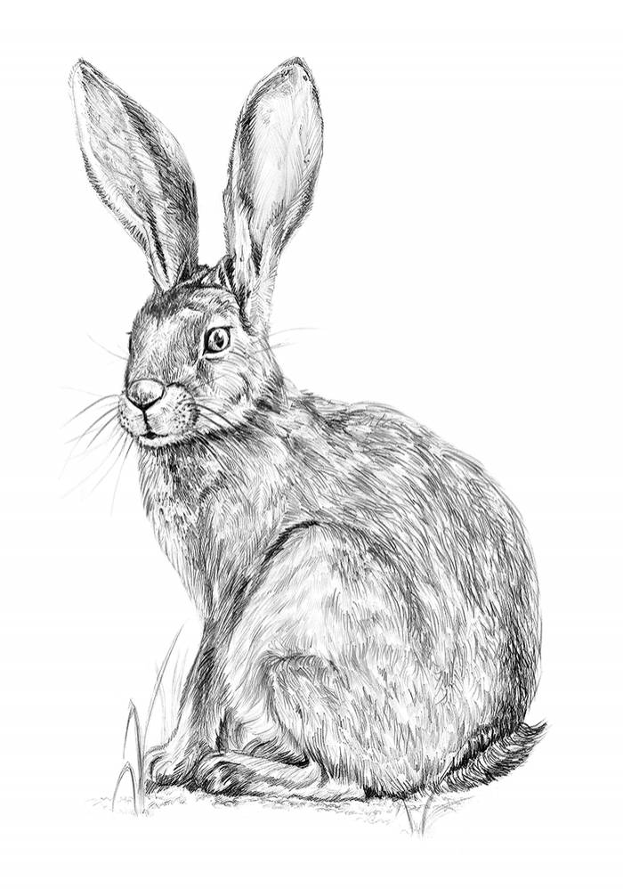 Как нарисовать зайца карандашом поэтапно легко и красиво