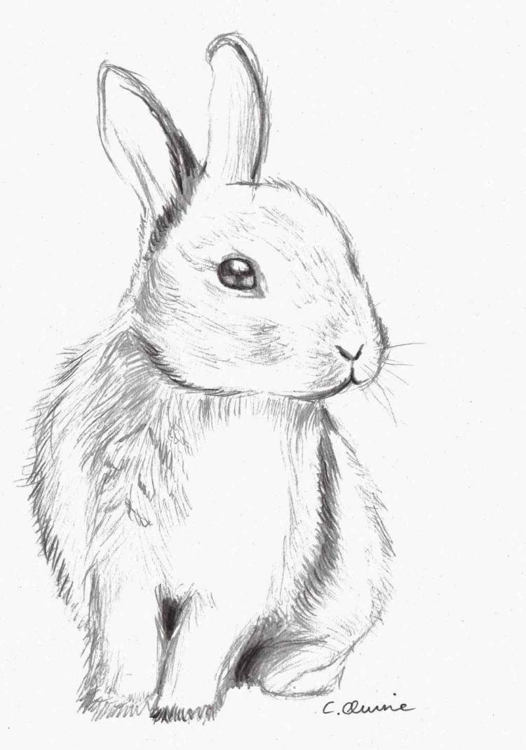 Рисунок заяц карандашом легкий