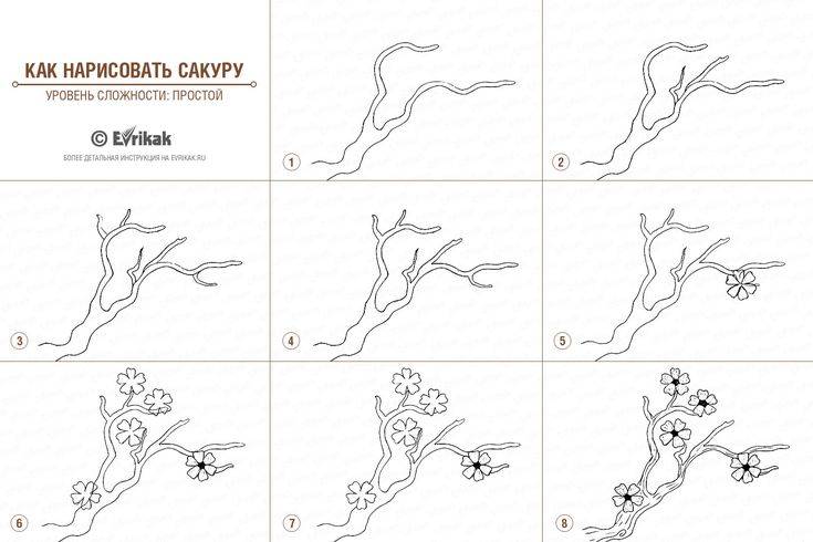 Учимся поэтапно рисовать цветущую сакуру карандашом