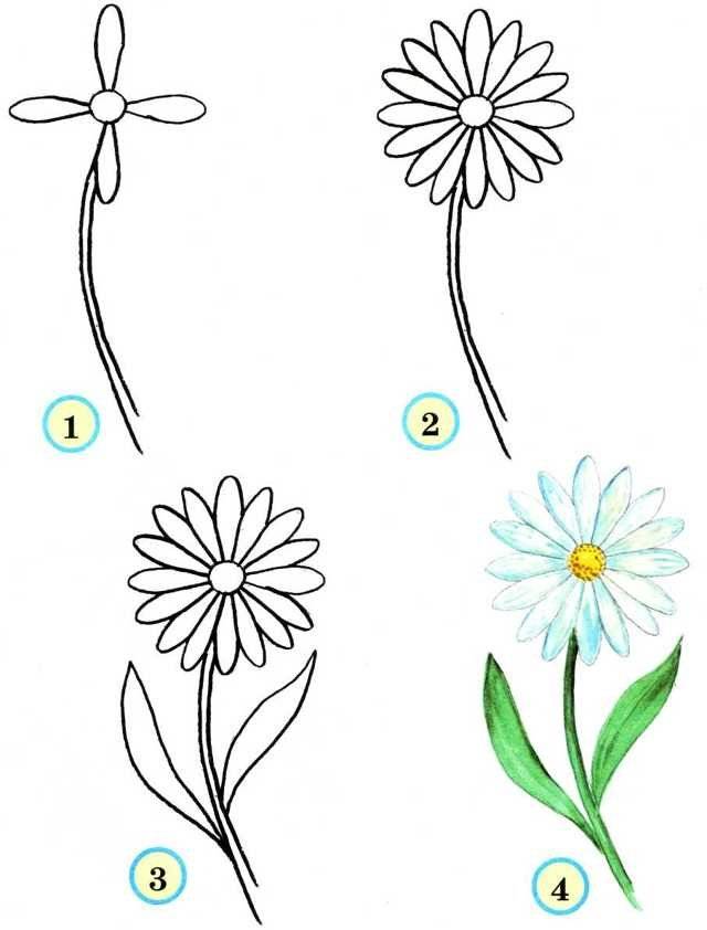Как нарисовать ромашку карандашом 