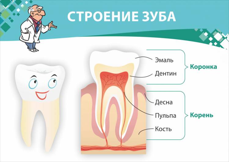 Зуб рисунок строение