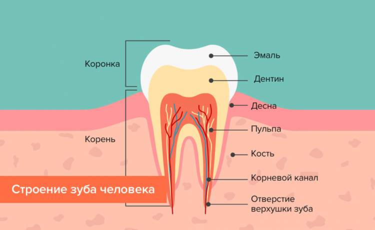 Как устроены наши зубы ⏩⏩⏩ Важные анатомические особенности