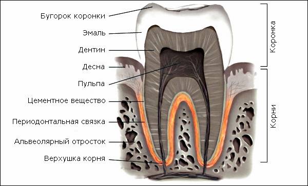 Строение зубов, описание структуры зуба