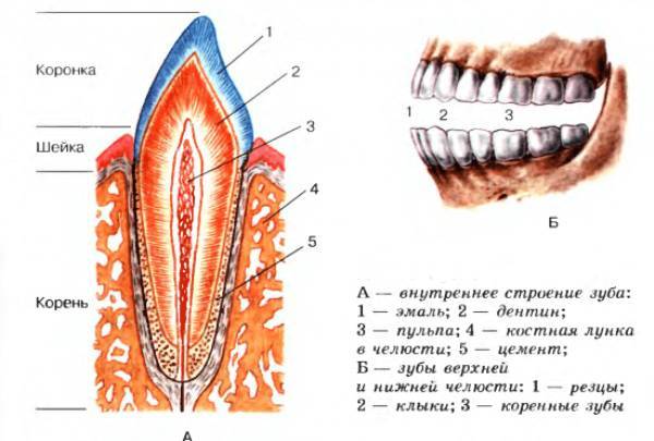 Особенности строения человеческих зубов