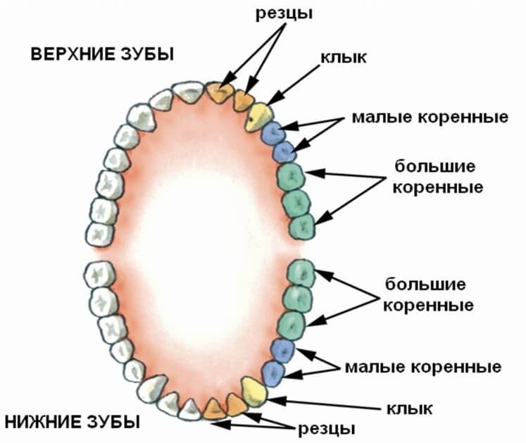 Зубы человека