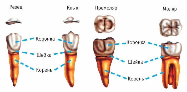 Особенности строения человеческих зубов