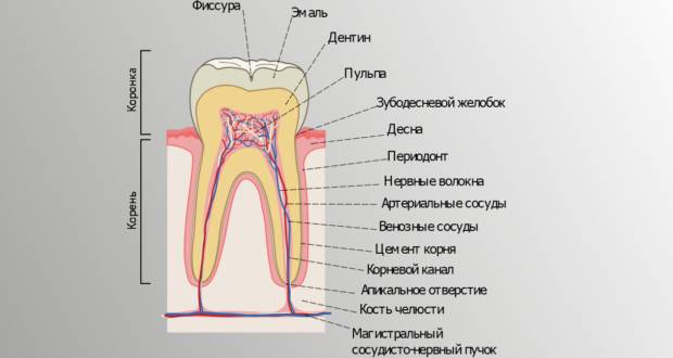 Строение зуба человека ☘ Анатомия зуба