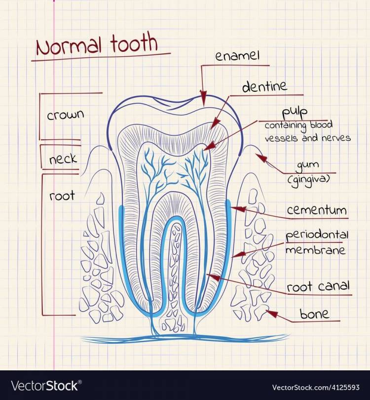Зуб рисунок анатомия