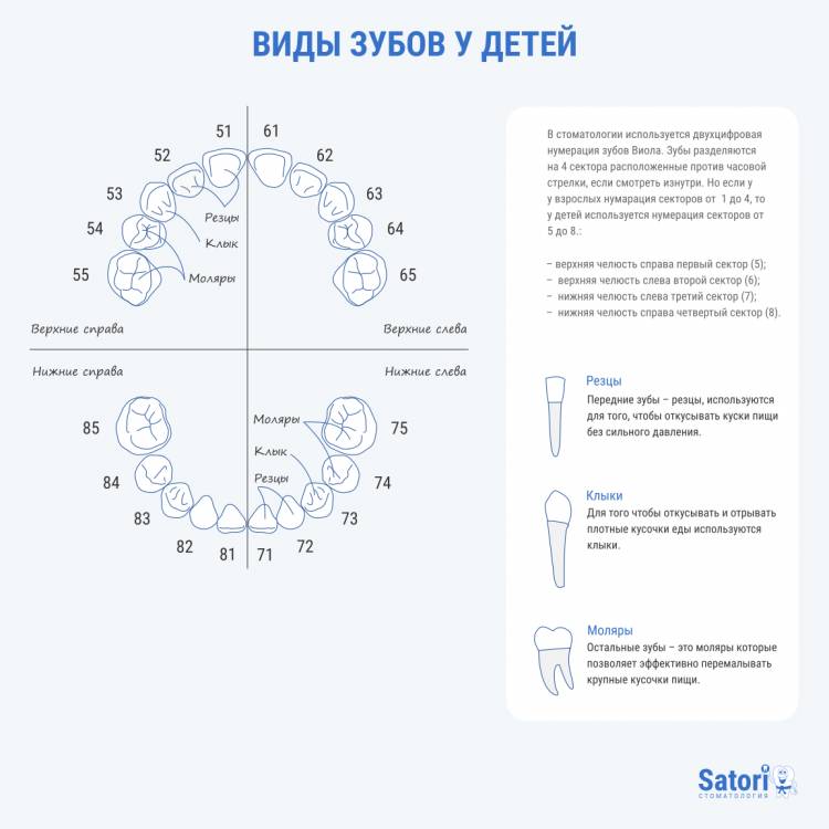 Виды зубов у детей