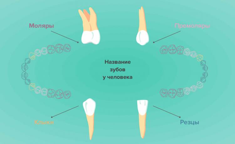 Зубы человека