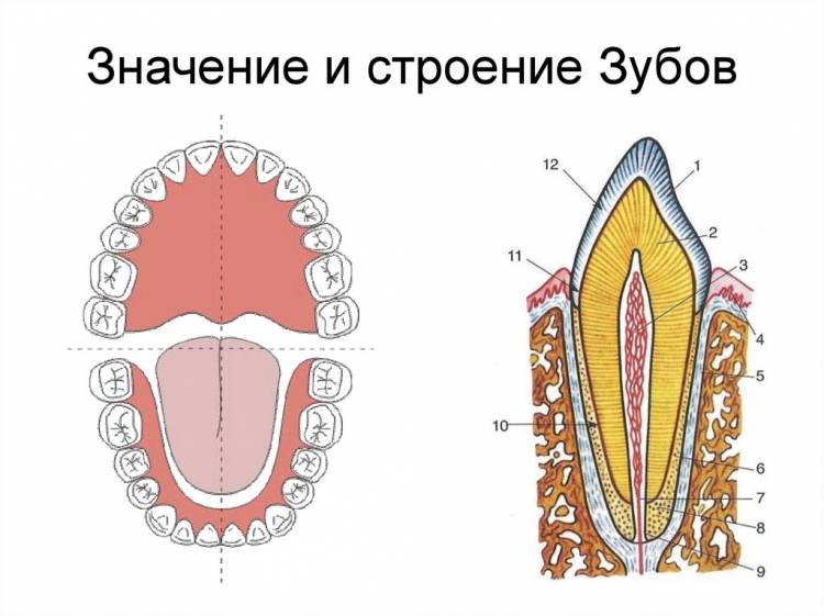 Зуб рисунок строение