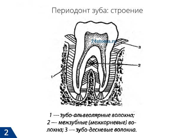 Периодонт зуба