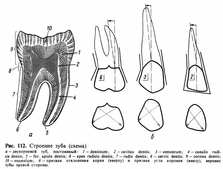 Зуб рисунок строение