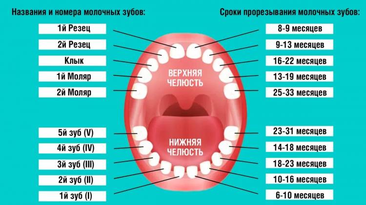 Схема прорезывания зубов у детей