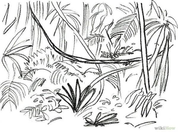 Как нарисовать джунгли 