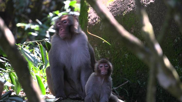 Две обезьяны в зоопарке Фон И картинка для бесплатной загрузки