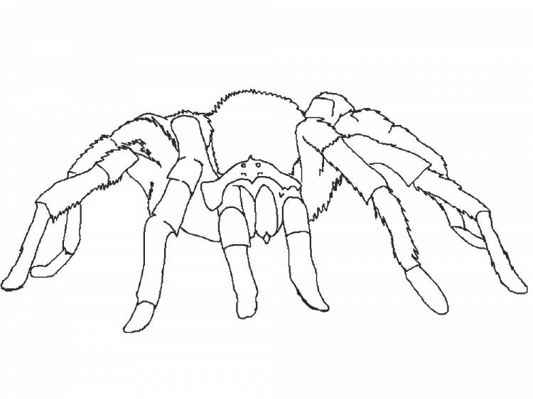 Раскраска Паук Скачать И Распечатать