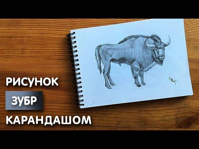 Как нарисовать зубра карандашом