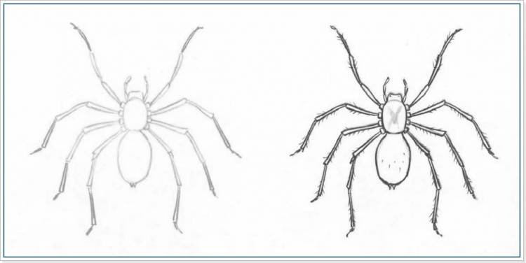 Как нарисовать паука карандашом