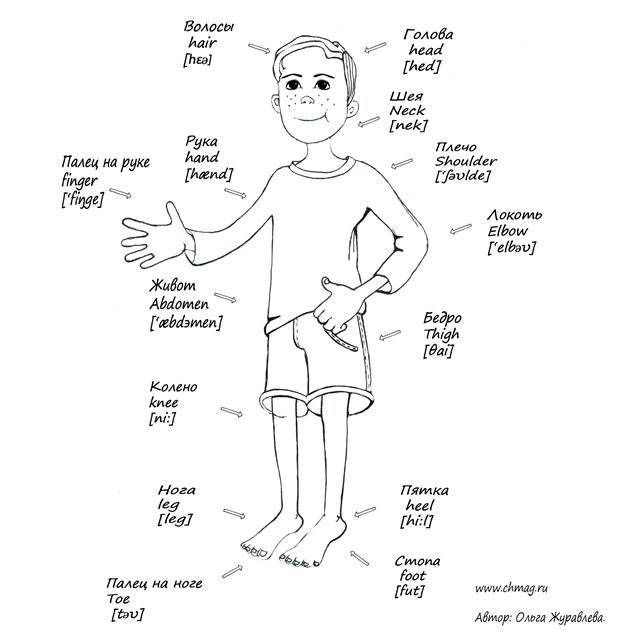 Учим Английский Части тела на английском языке