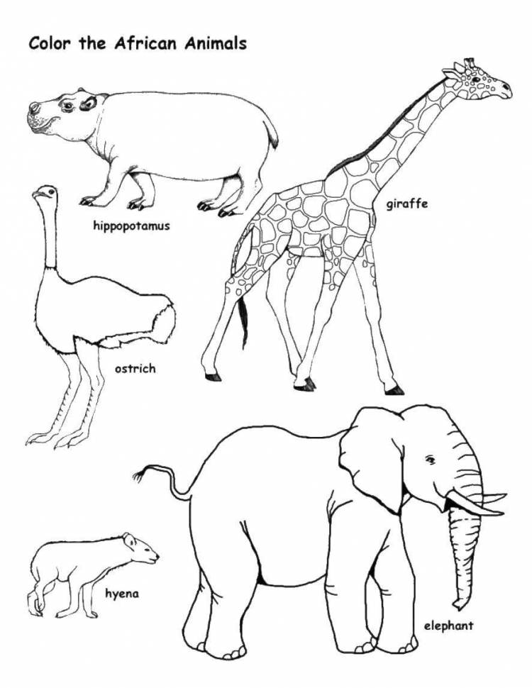 Раскраски Раскраска Животные на английском Дикие животные, Раскраски домашние животные
