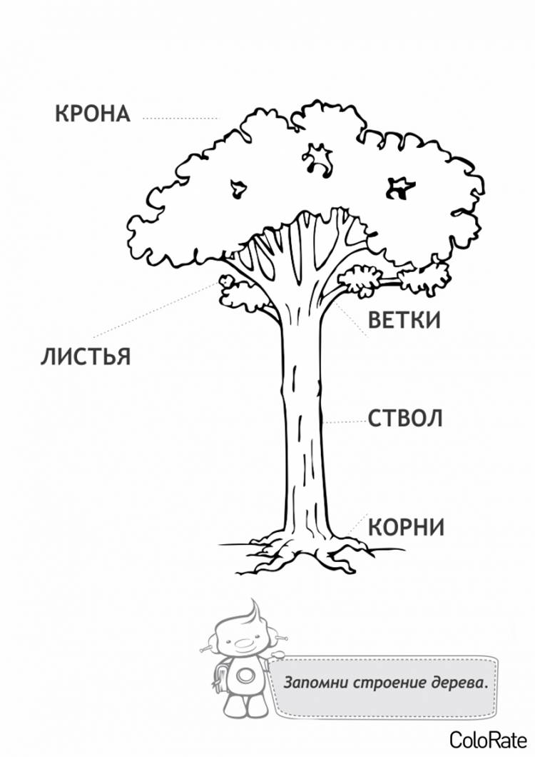 Раскраска Строение дерева распечатать