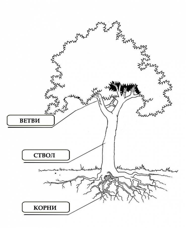 Рисунок дерева части дерева